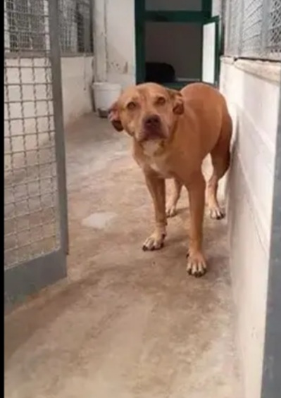 Pitbull Red Nose femmina 8anni quasi tutti di canile! NAPOLI - media 6