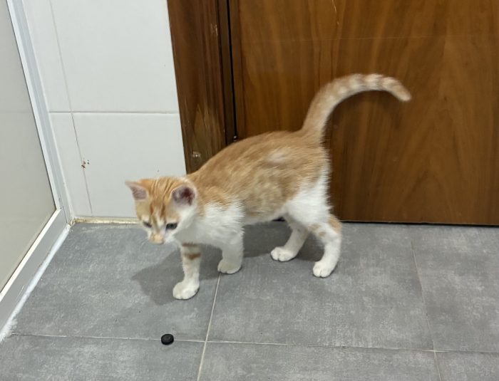 Regalo bellissimo gattino maschio