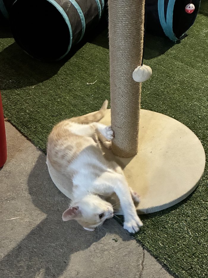 Regalo bellissimo gattino maschio