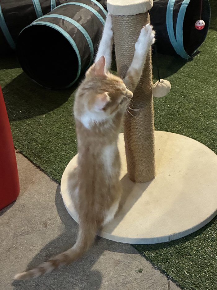 Regalo bellissimo gattino maschio - media 4