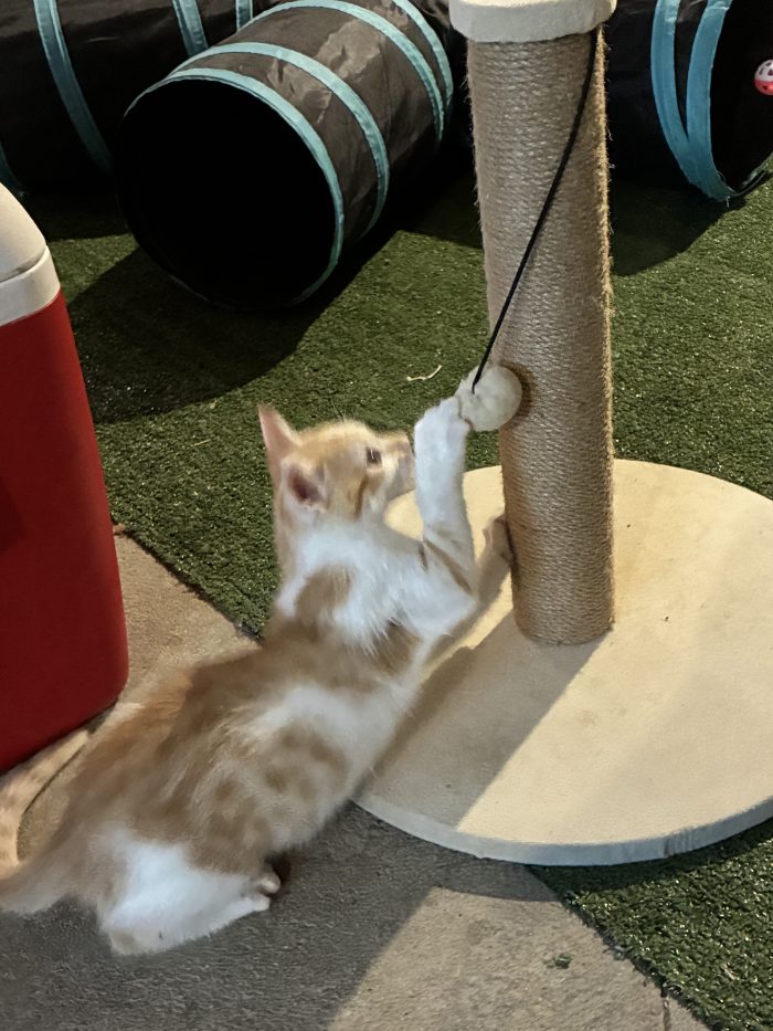 Regalo bellissimo gattino maschio