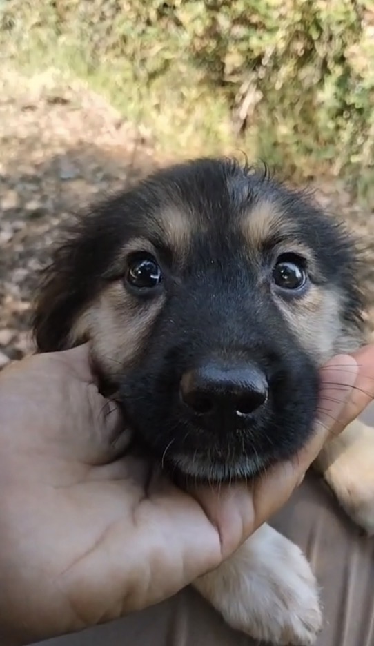 Flory splendida dolce cucciolina cerca casa