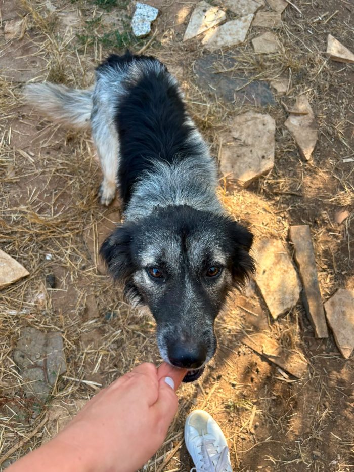 🐶 TOMMY, IL DOLCE PAPÀ CHE ASPETTA ANCORA QUALCUNO CHE LO SCELGA 🥹