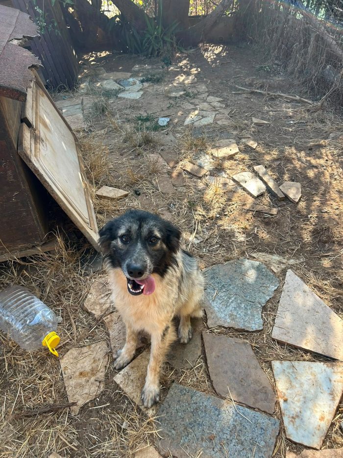🐶 TOMMY, IL DOLCE PAPÀ CHE ASPETTA ANCORA QUALCUNO CHE LO SCELGA 🥹