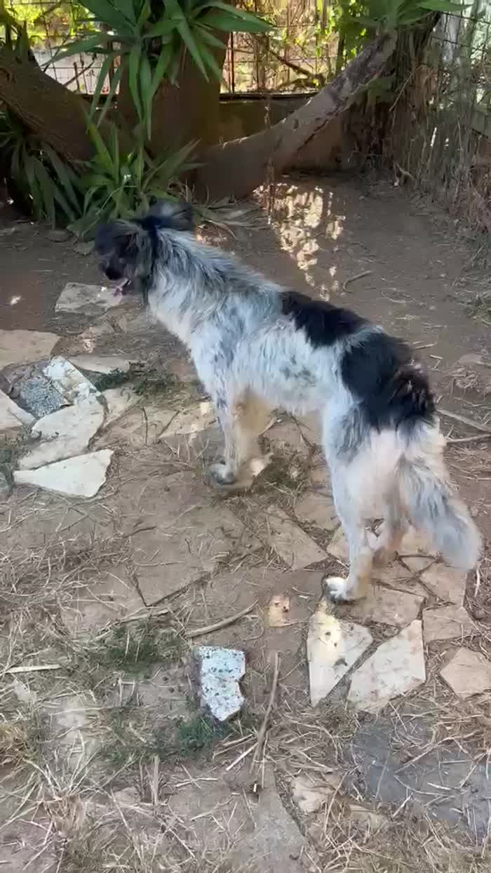 🐶 TOMMY, IL DOLCE PAPÀ CHE ASPETTA ANCORA QUALCUNO CHE LO SCELGA 🥹