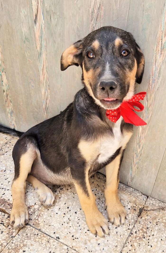 MOKA,CUCCIOLO DI 4 MESI,ADOTTABILE IN TUTTA ITALIA!
