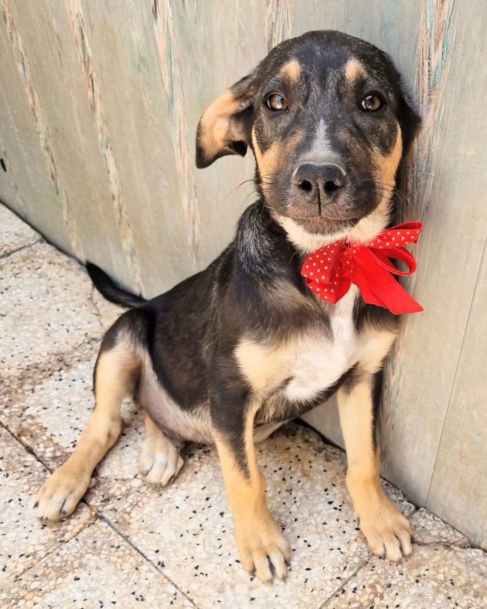 MOKA,CUCCIOLO DI 4 MESI,ADOTTABILE IN TUTTA ITALIA!