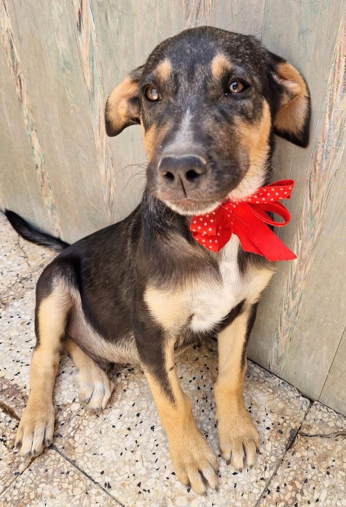 MOKA,CUCCIOLO DI 4 MESI,ADOTTABILE IN TUTTA ITALIA! - media 5