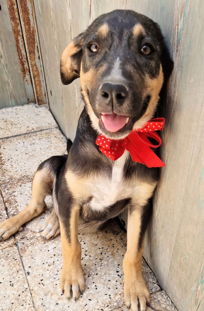 MOKA,CUCCIOLO DI 4 MESI,ADOTTABILE IN TUTTA ITALIA!