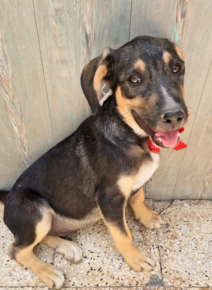 MOKA,CUCCIOLO DI 4 MESI,ADOTTABILE IN TUTTA ITALIA! - media 4