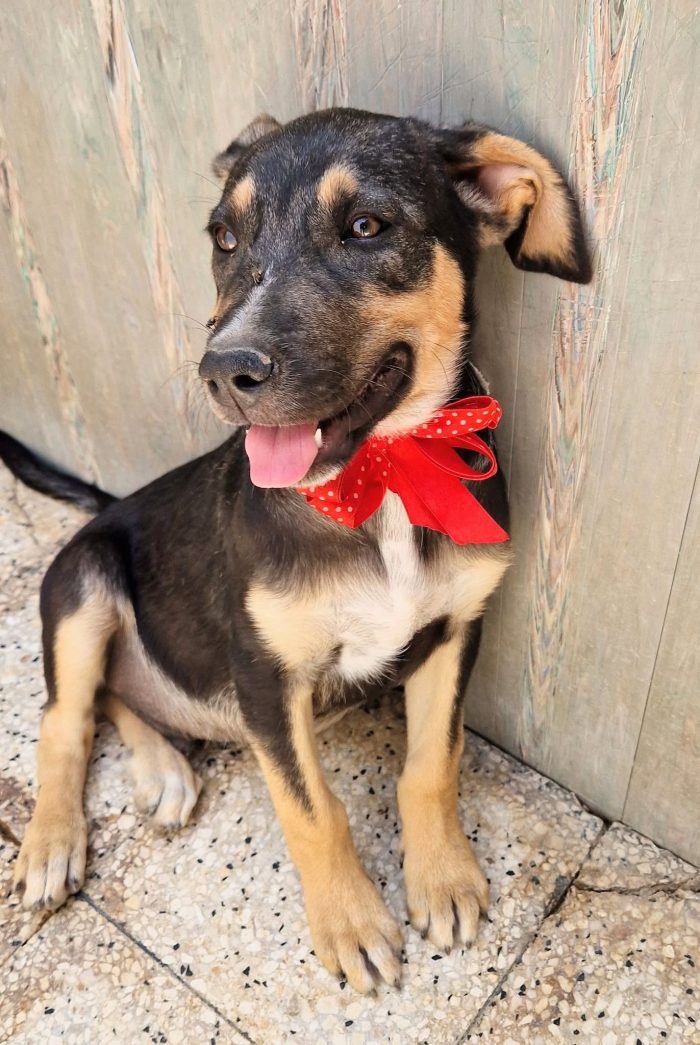 MOKA,CUCCIOLO DI 4 MESI,ADOTTABILE IN TUTTA ITALIA! - media 7