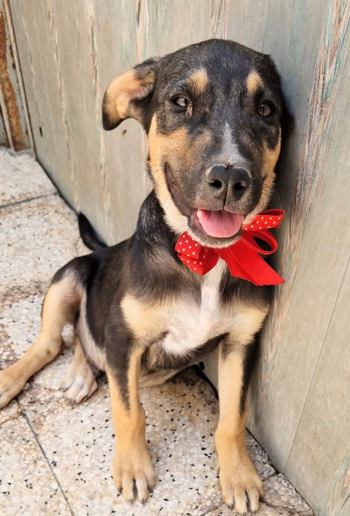 MOKA,CUCCIOLO DI 4 MESI,ADOTTABILE IN TUTTA ITALIA! - media 6