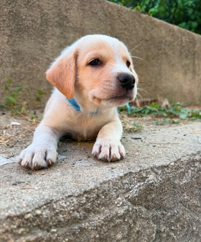 Miele favoloso cucciolo simil labrador