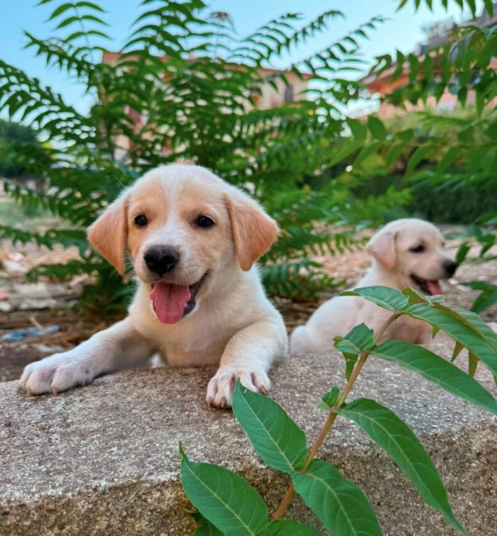 Miele favoloso cucciolo simil labrador