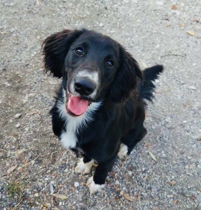 Cucciolo taglia contenuta affettuosissimo