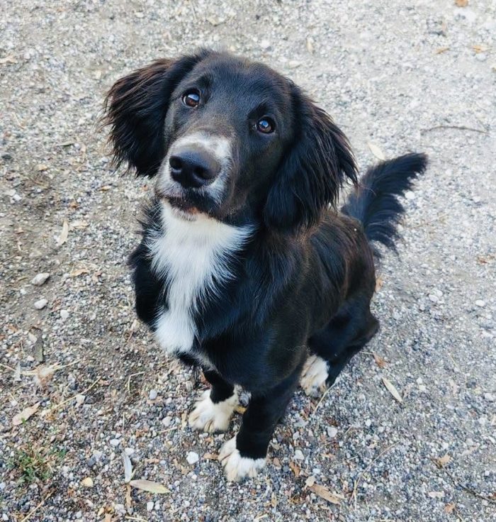 Cucciolo taglia contenuta affettuosissimo