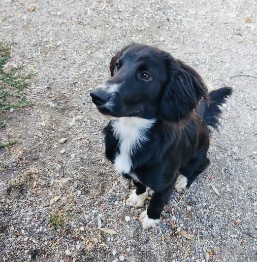 Cucciolo taglia contenuta affettuosissimo