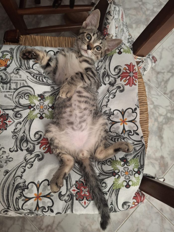 2 mesi e 10 gg nato in casa