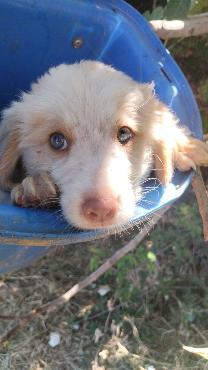 Attila splendido cucciolo dagli occhi azzurri cerca casa - media 8