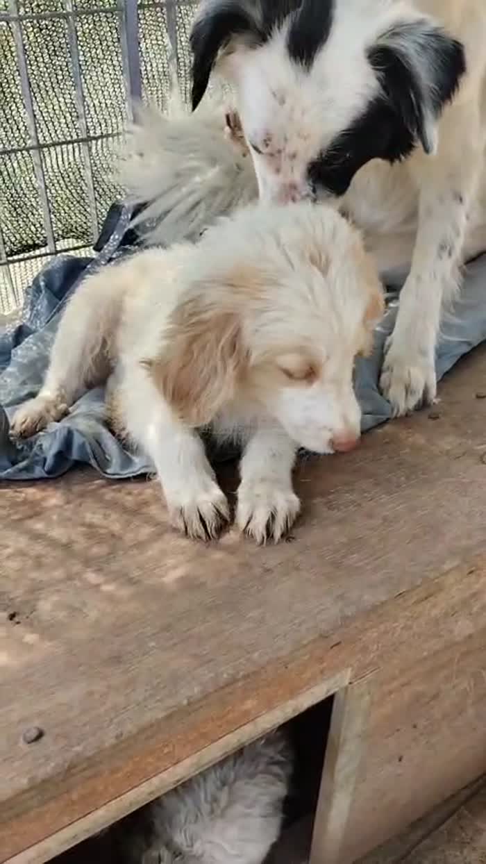 Attila splendido cucciolo dagli occhi azzurri cerca casa - media 9