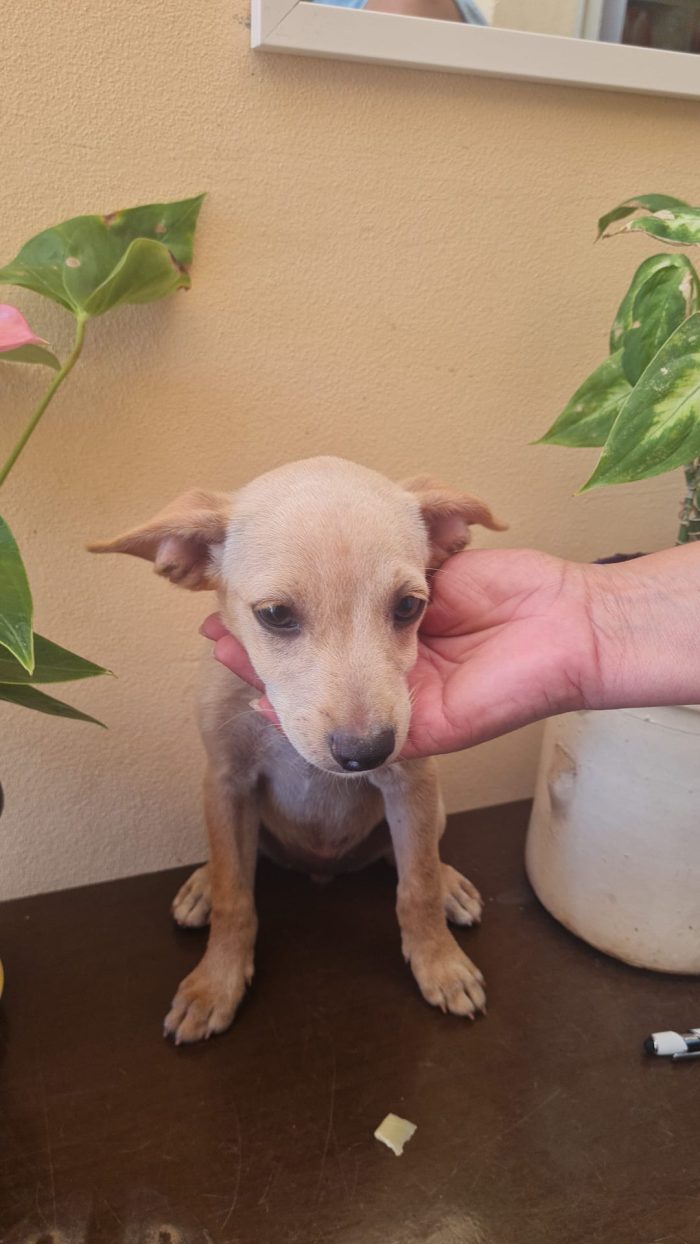 Avana splendida dolce cucciolina cerca casa