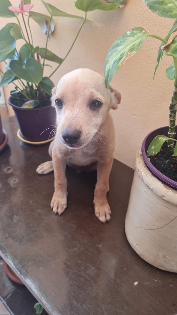 Avana splendida dolce cucciolina cerca casa - media 4