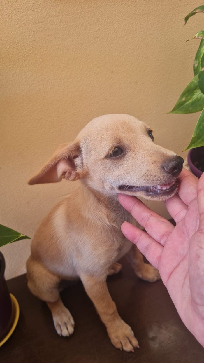 Avana splendida dolce cucciolina cerca casa - media 6