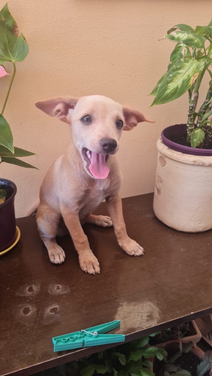 Avana splendida dolce cucciolina cerca casa - media 5