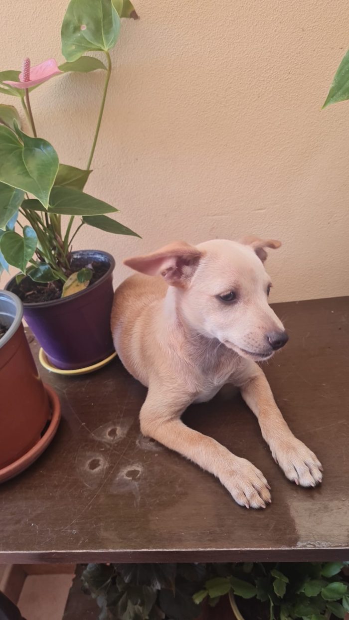 Avana splendida dolce cucciolina cerca casa - media 8