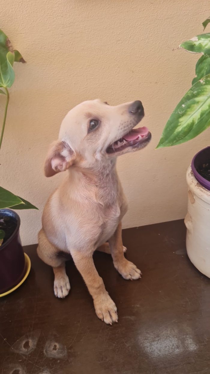 Avana splendida dolce cucciolina cerca casa - media 7