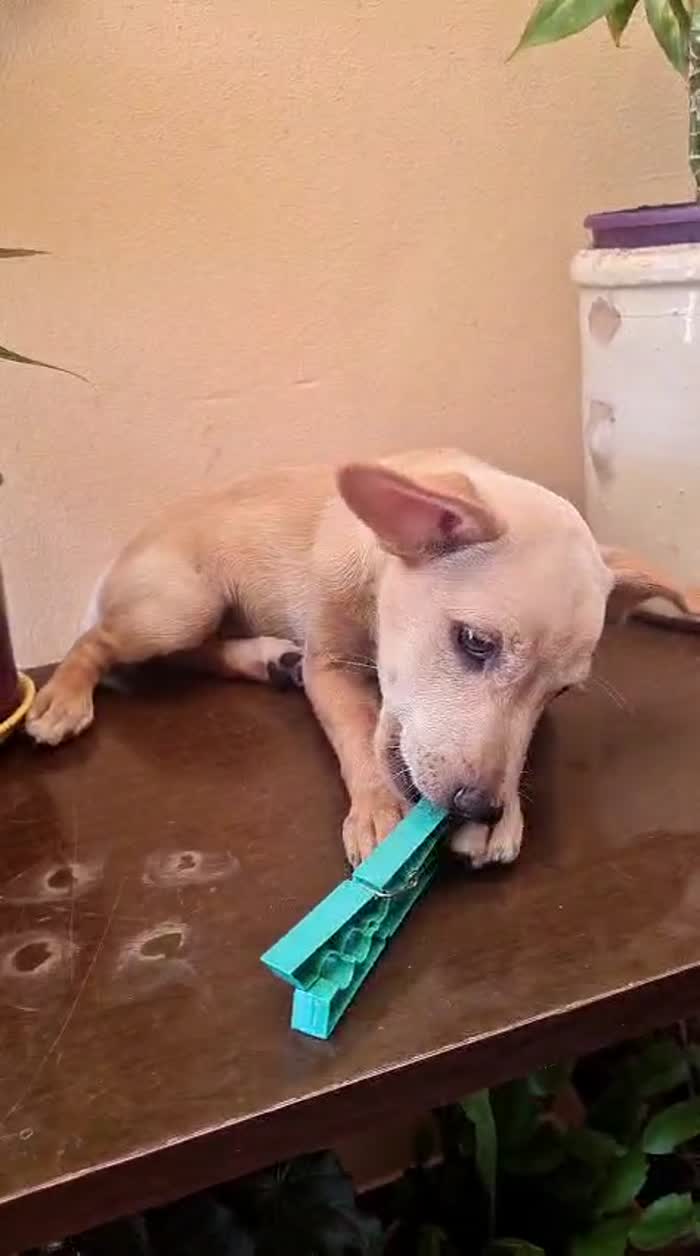 Avana splendida dolce cucciolina cerca casa - media 9