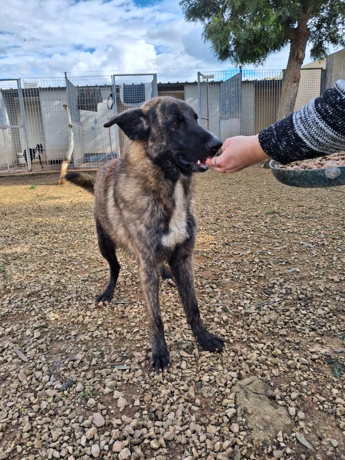 Balto un dolcetto tutto da spupazzare