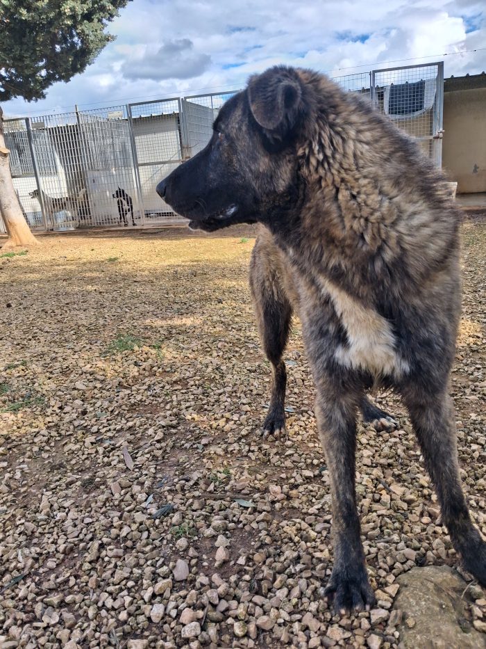 Balto un dolcetto tutto da spupazzare