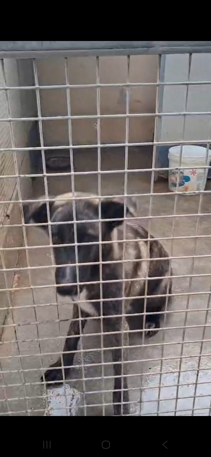 Balto un dolcetto tutto da spupazzare - media 4