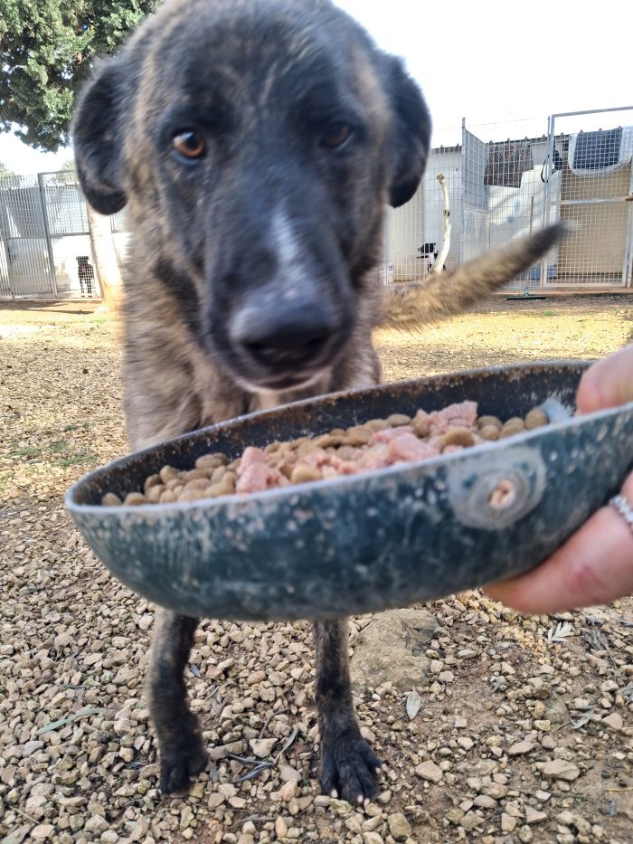 Balto un dolcetto tutto da spupazzare