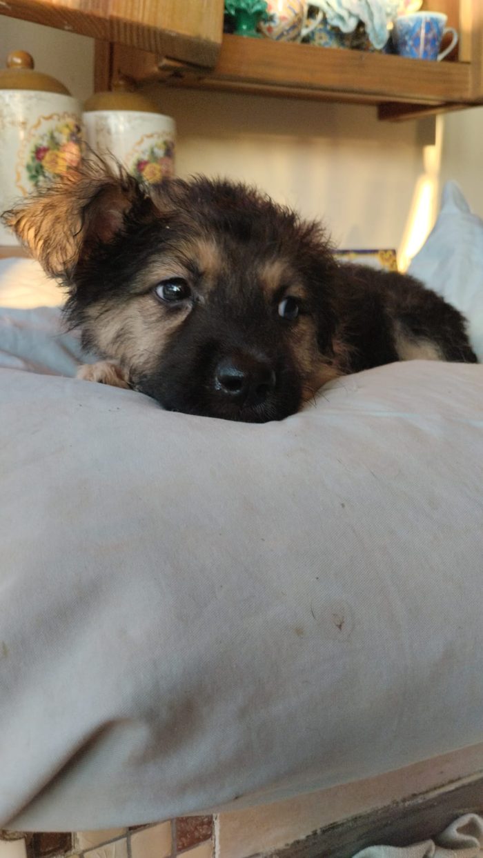 🌹FLORY, SPLENDIDA DOLCE CUCCIOLINA, CERCA  ADOZIONE 🏠