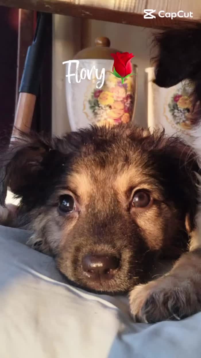 🌹FLORY, SPLENDIDA DOLCE CUCCIOLINA, CERCA  ADOZIONE 🏠 - media 6