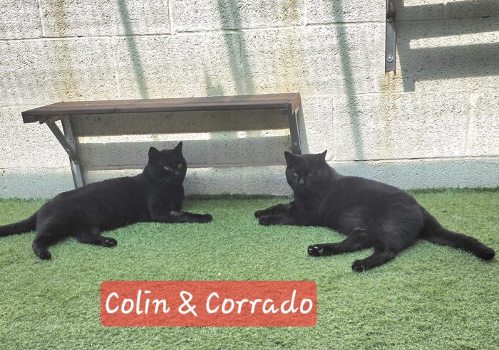 COLIN E CORRADO MICI CERCANO FAMIGLIA GENTILE