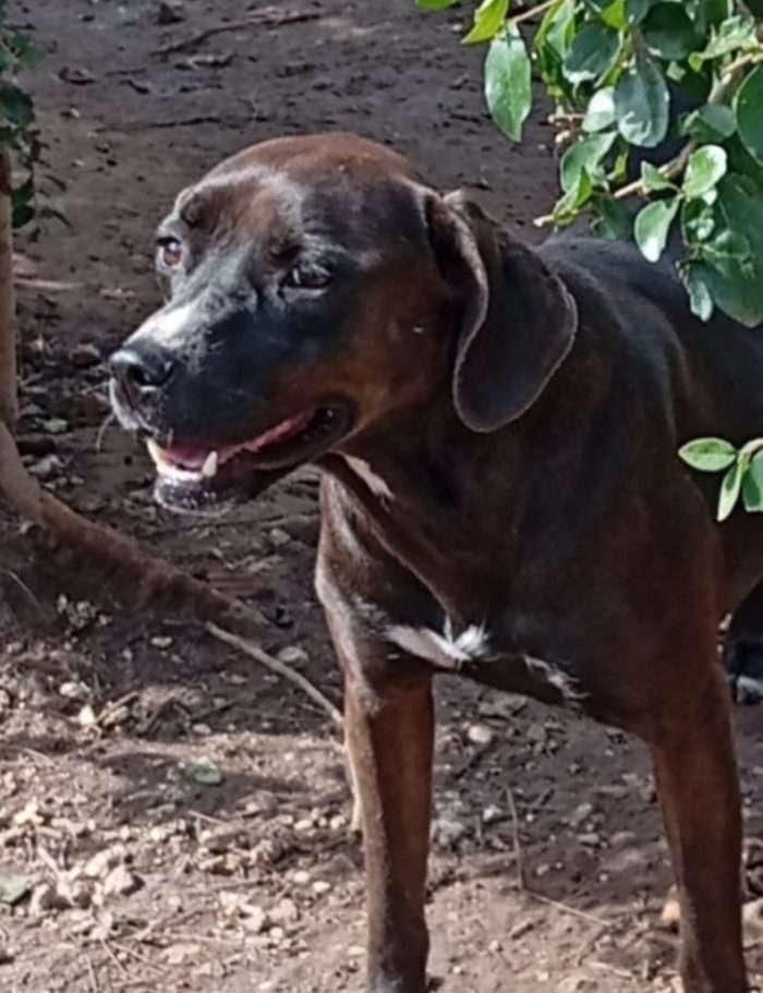 Ciccia simil Labrador marrone 5anni aspetta da sempre casa.NAPOLI