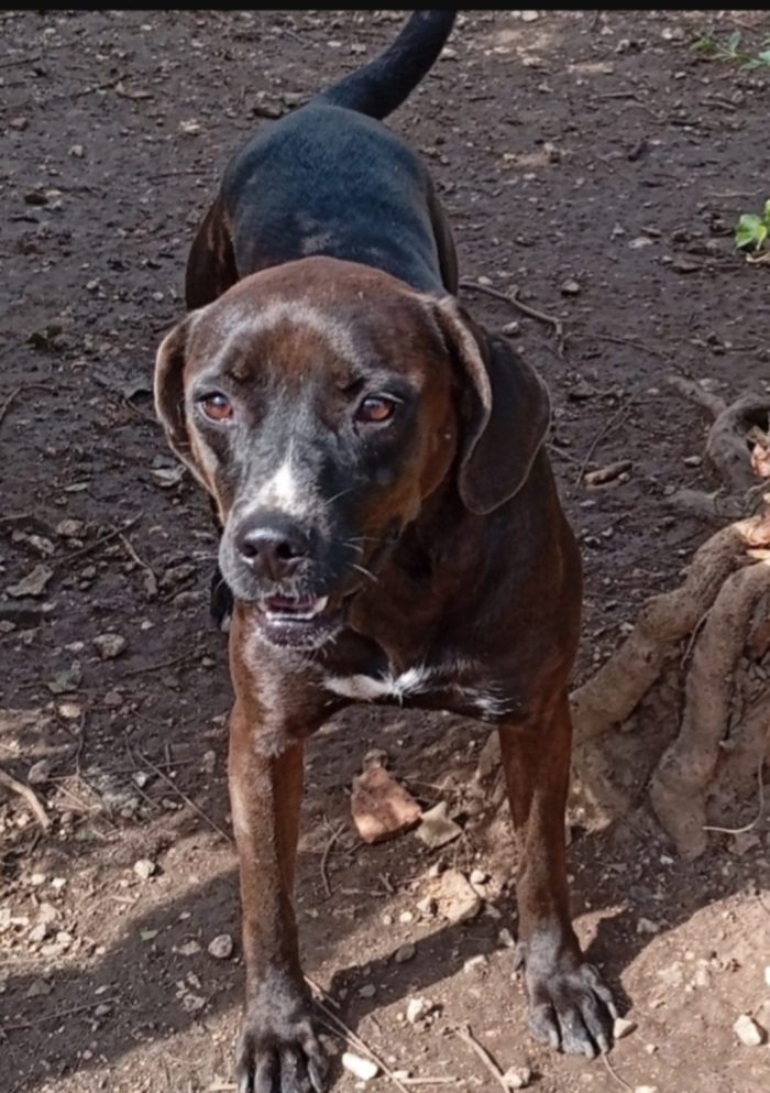 Ciccia simil Labrador marrone 5anni aspetta da sempre casa.NAPOLI