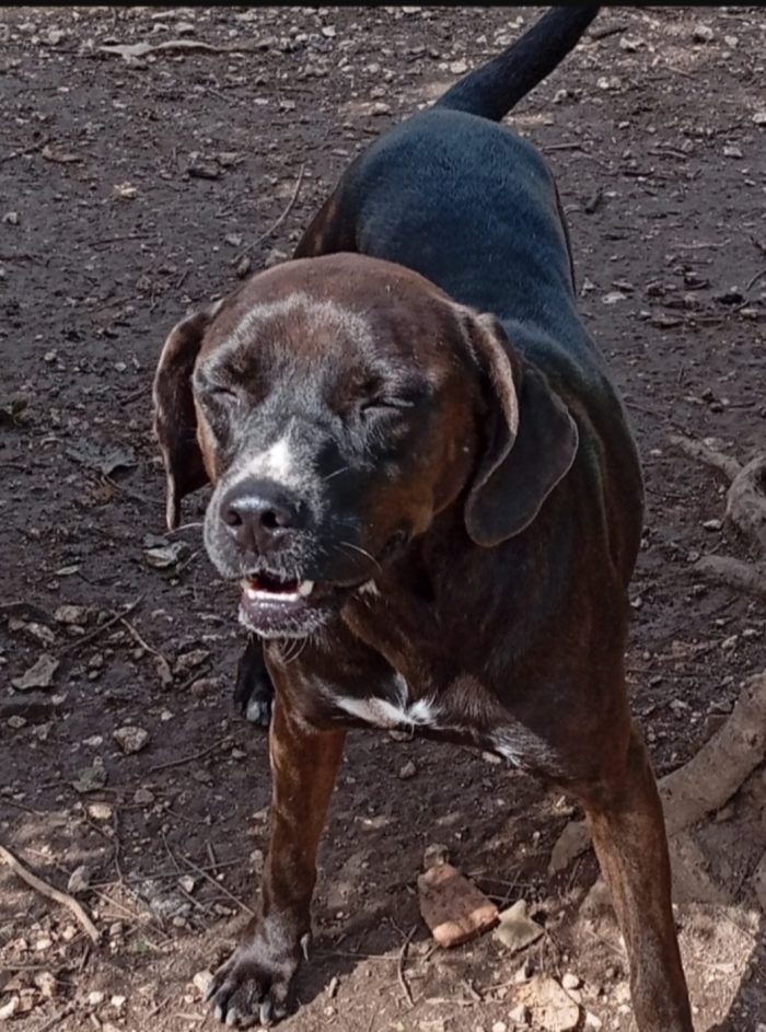 Ciccia simil Labrador marrone 5anni aspetta da sempre casa.NAPOLI