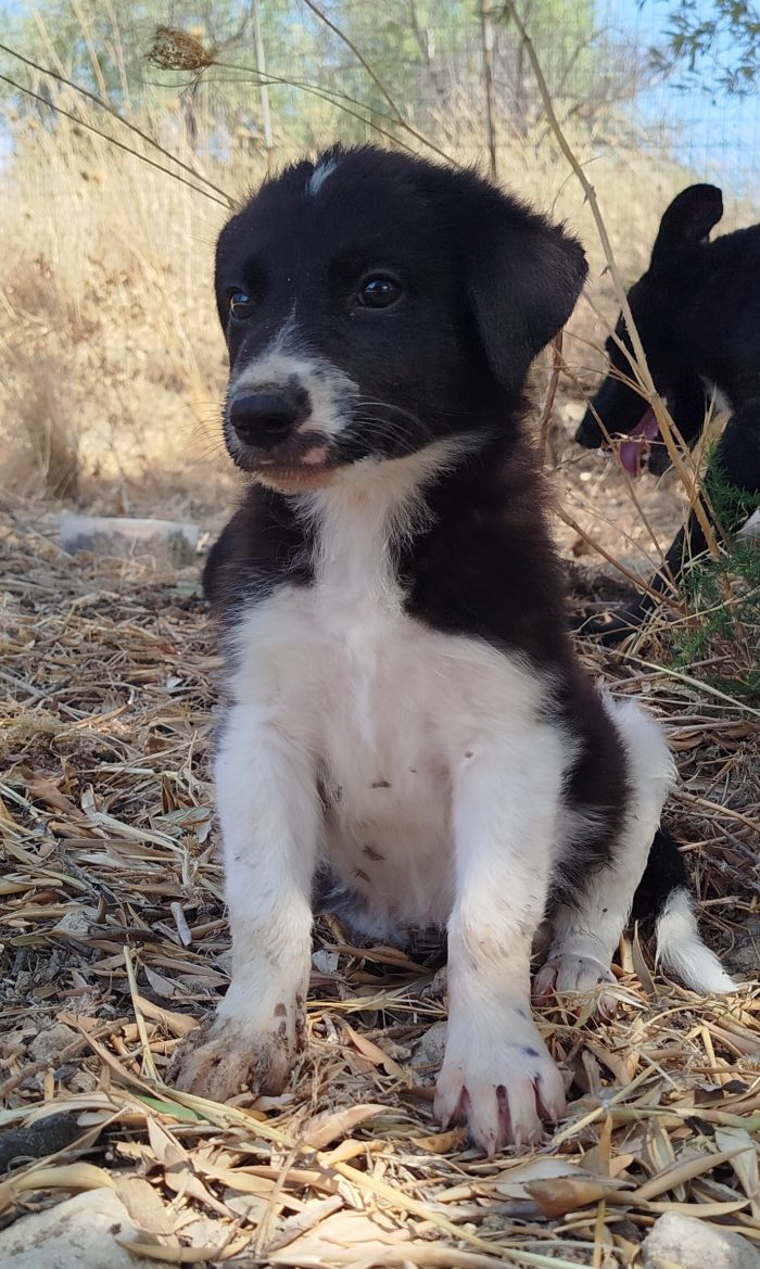 Cucciola