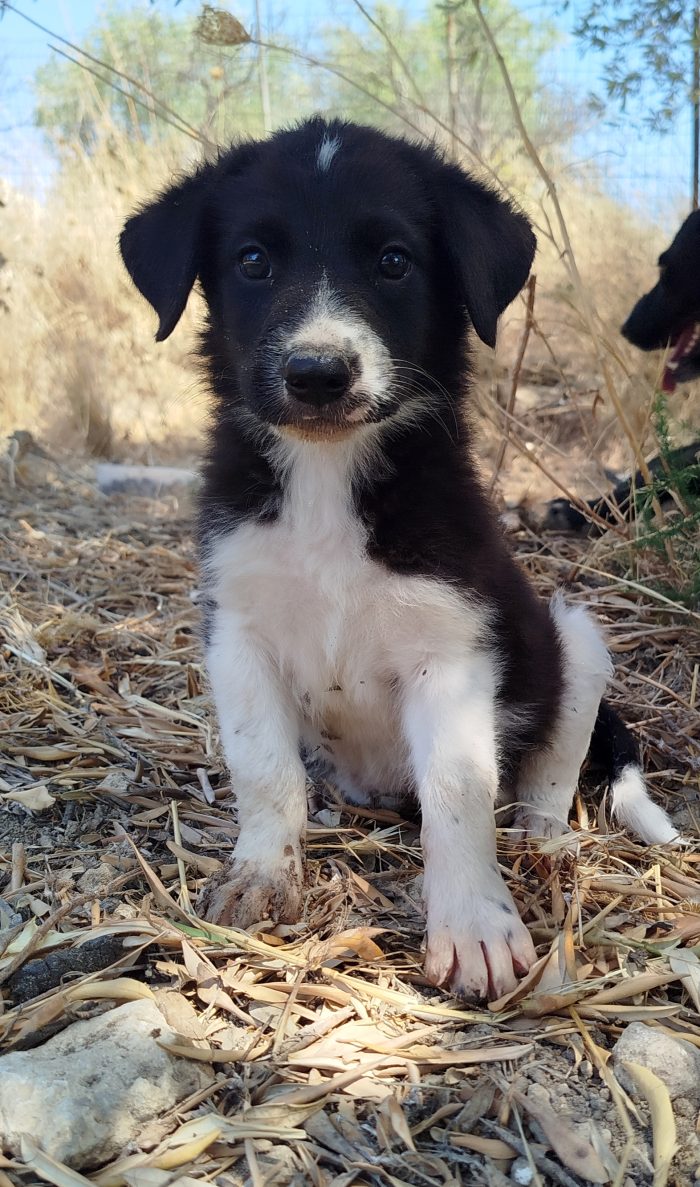 Cucciola