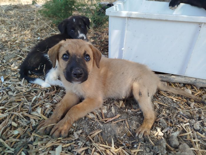 Cucciola