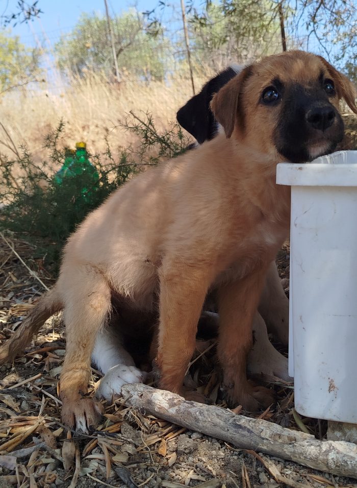 Cucciola