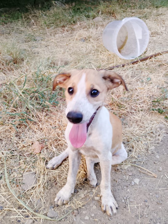 💕EMMA, SPLENDIDA DOLCE CUCCIOLA, CERCA ADOZIONE 🏠