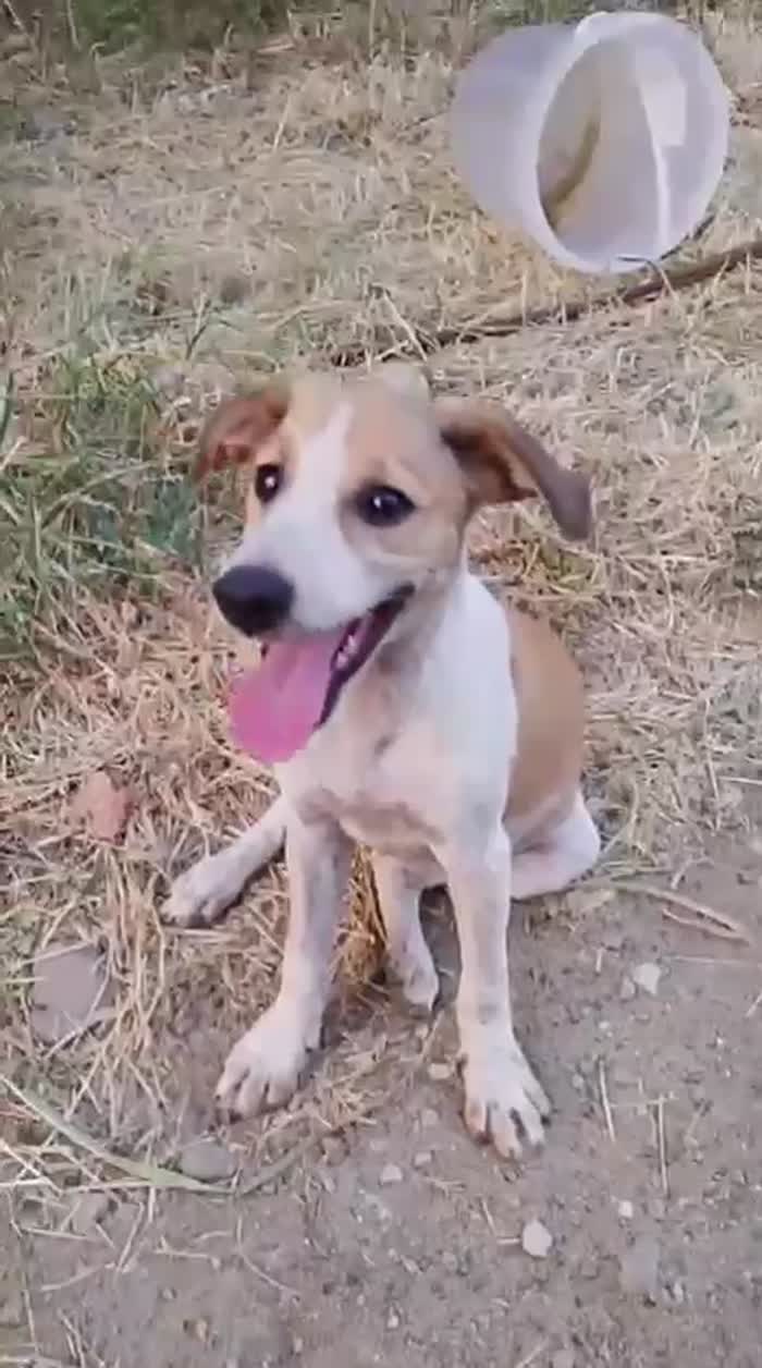 💕EMMA, SPLENDIDA DOLCE CUCCIOLA, CERCA ADOZIONE 🏠 - media 6