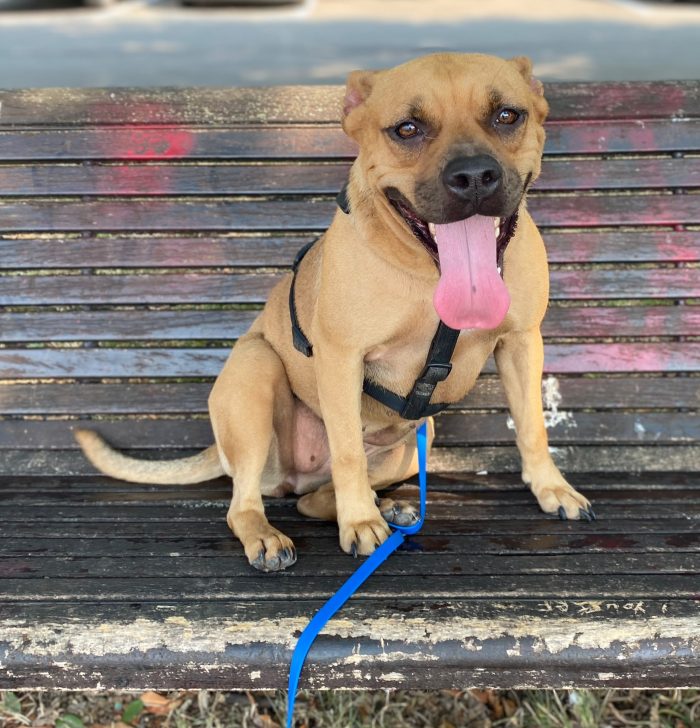 Amarilla English Staffordshire terrier