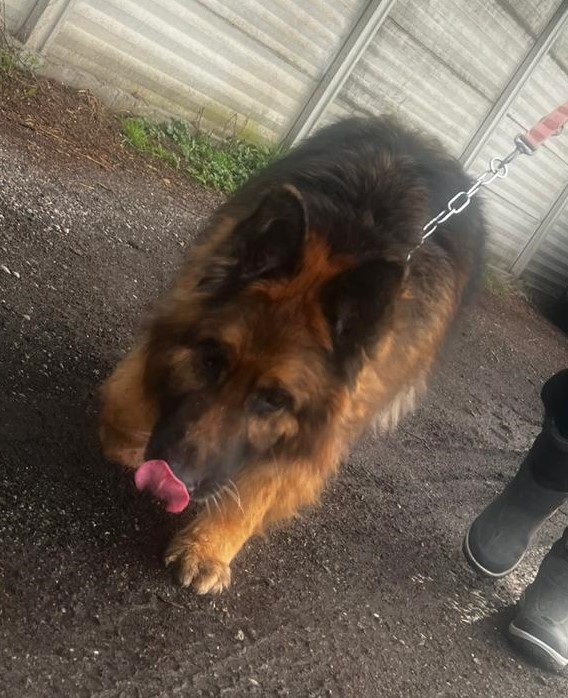 Maxx, bellissimo Pastore Tedesco adulto (a Milano)
