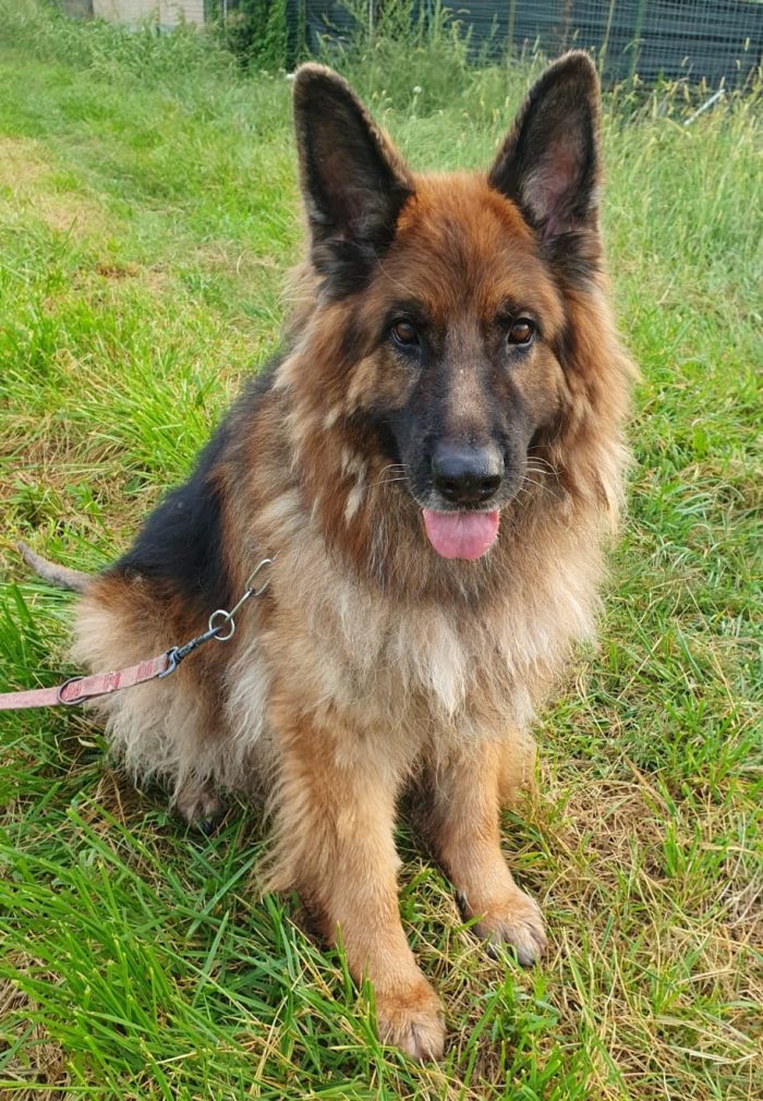 Maxx, bellissimo Pastore Tedesco adulto (a Milano)